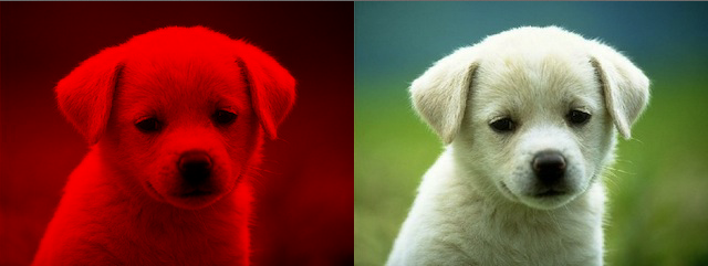 Using the &= operation puppy AND